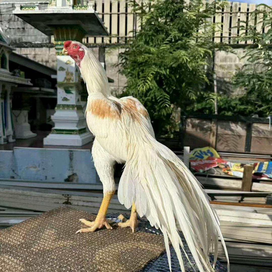 广西南宁万兴禽苗