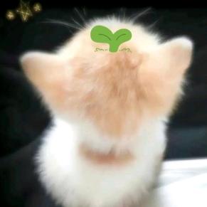 小漠酱.（秒回版）🍀