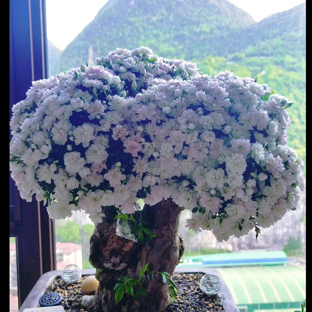 苗木花卉温馨苑