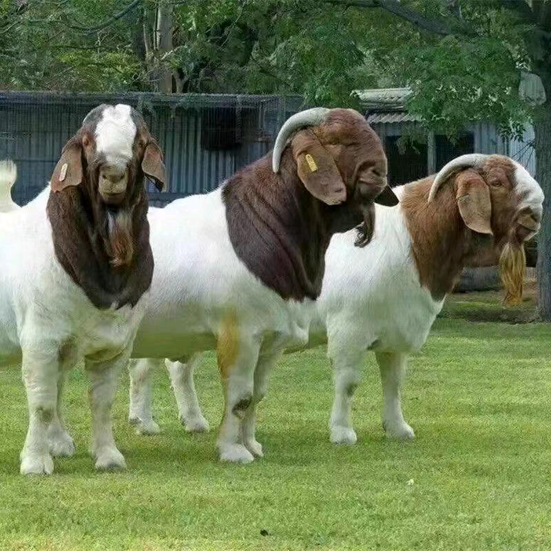 冷水滩兆更鸣好物市集