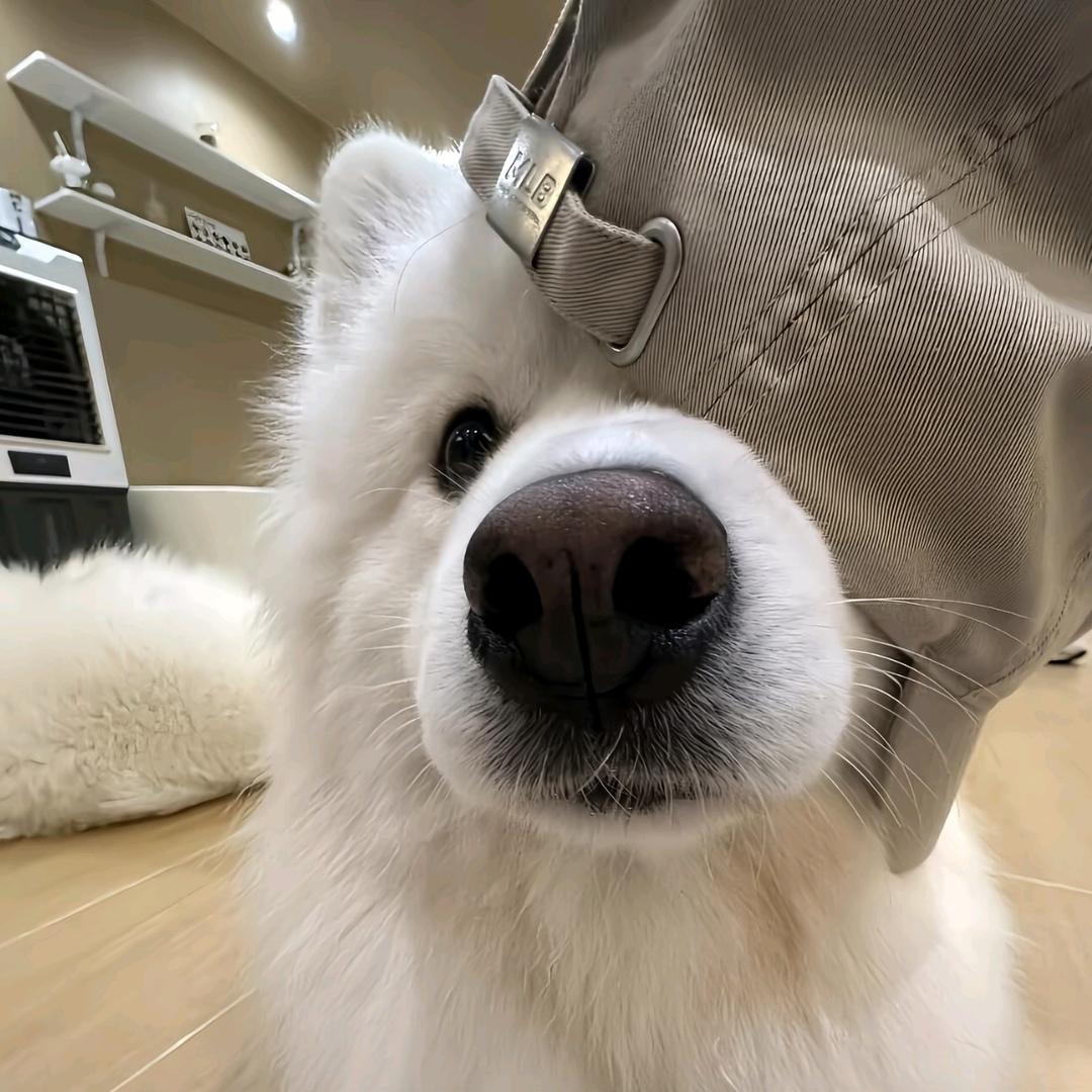小杭.