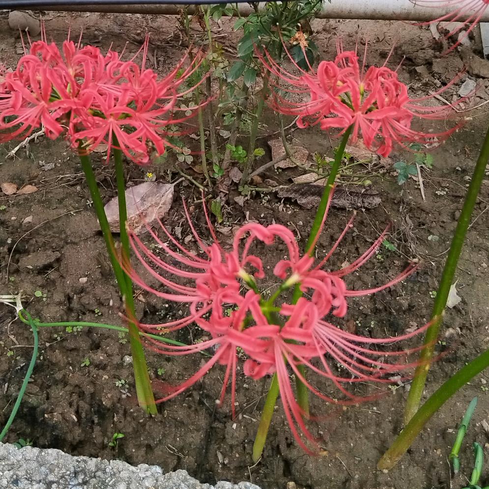 蕾蕾