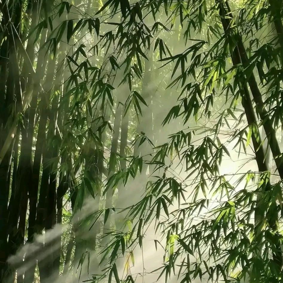 海棠听风