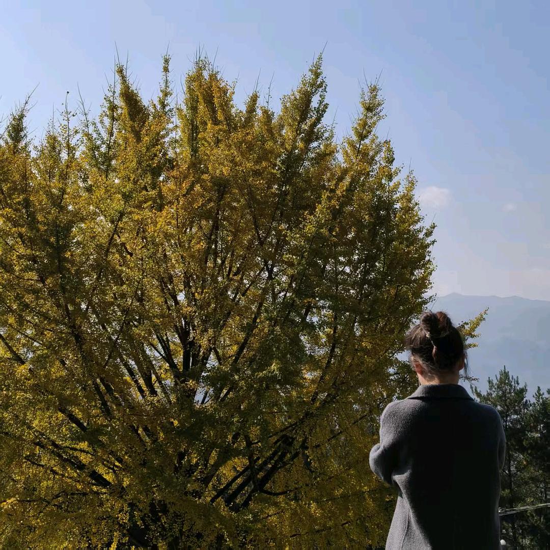 樊家大小姐(涅槃重生)