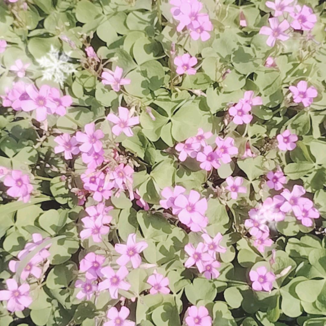 美好人生