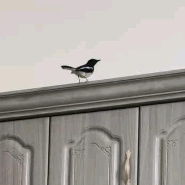 小周(日常生活)