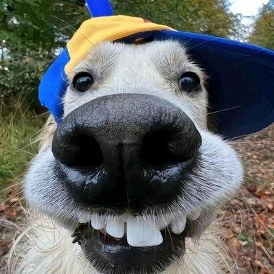 杨老八（游戏主播）