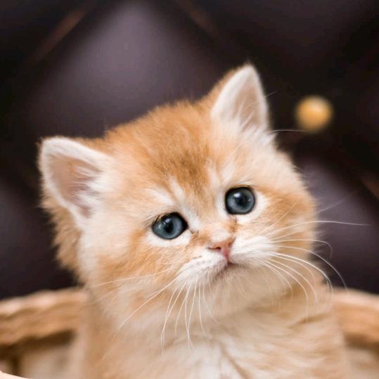 二妹🎄🎄🐠🐠🎏🎏💝