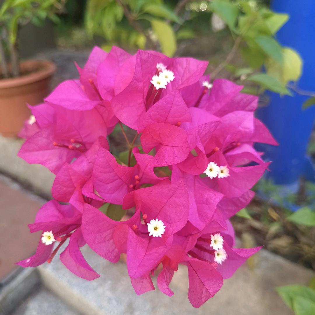 小芳