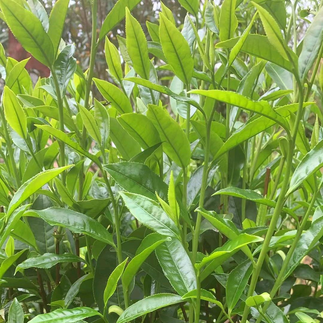 王小宝