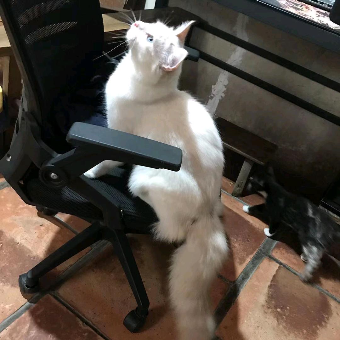 苦咖啡