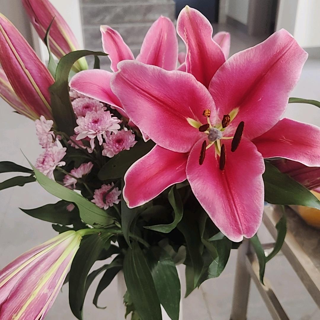 🌸吥惪🌹🌹🎶🎶