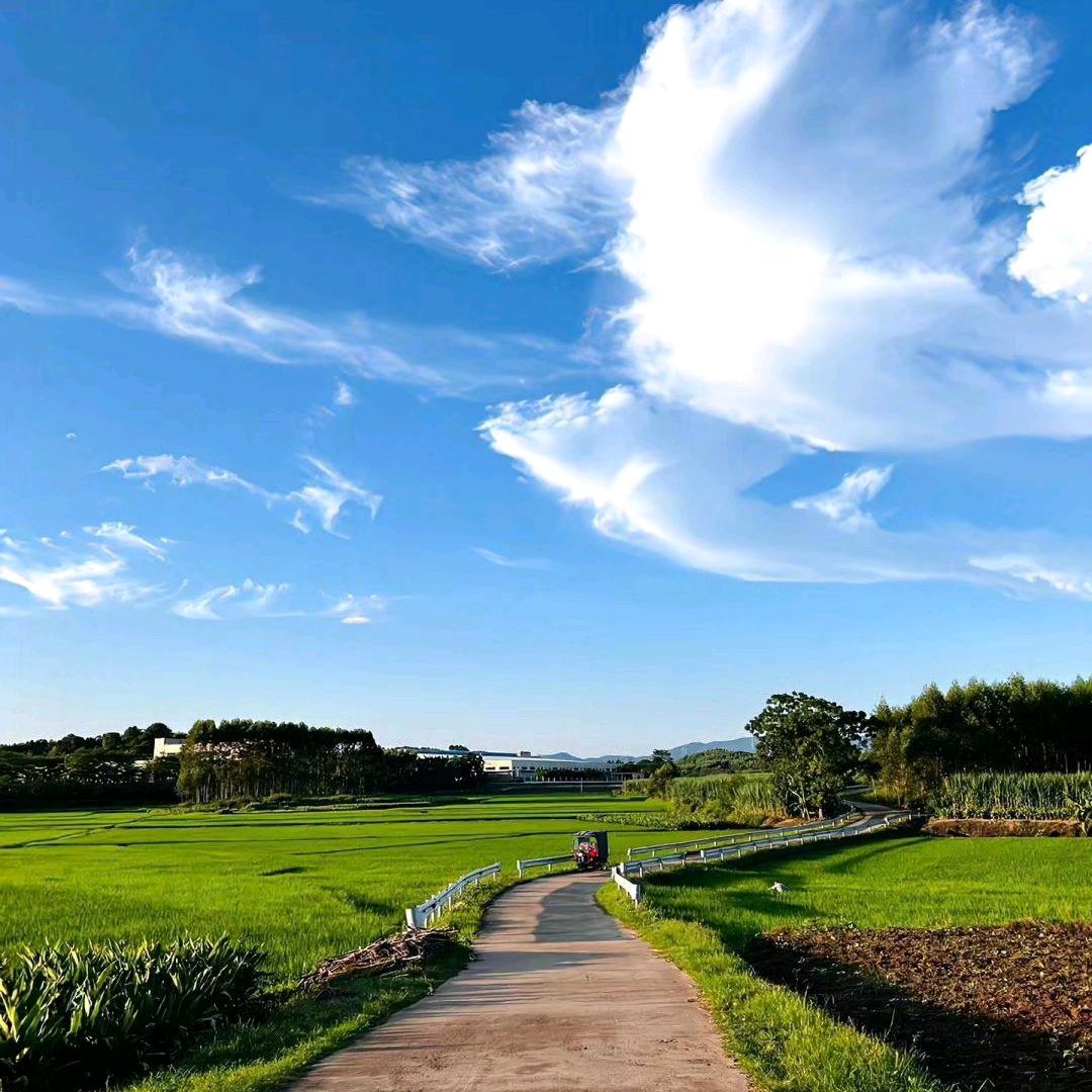希望的田野