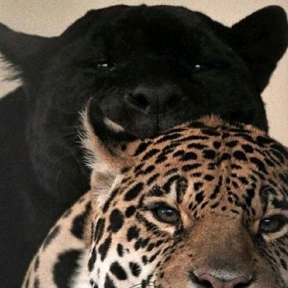 谦抒