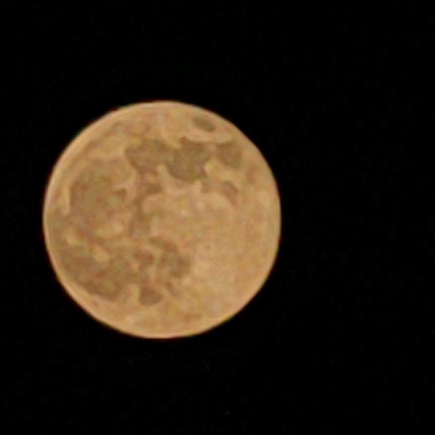 猪猪侠(´•🐽•`)