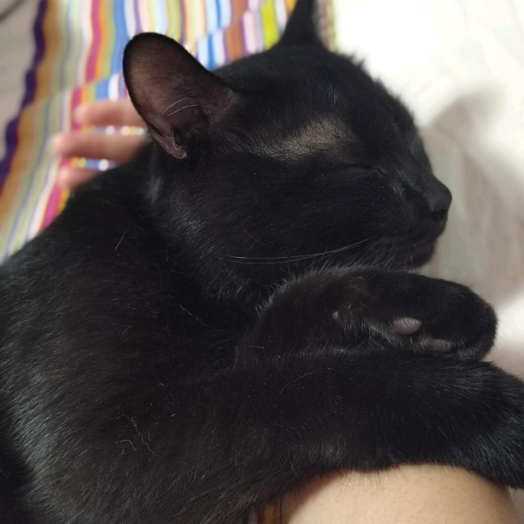 一只黑猫