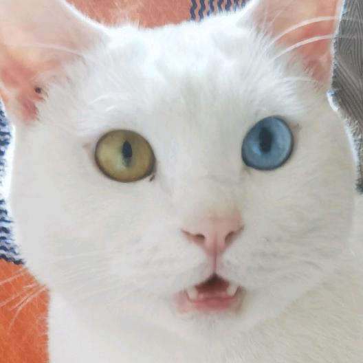 寂雷