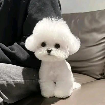 伊伊