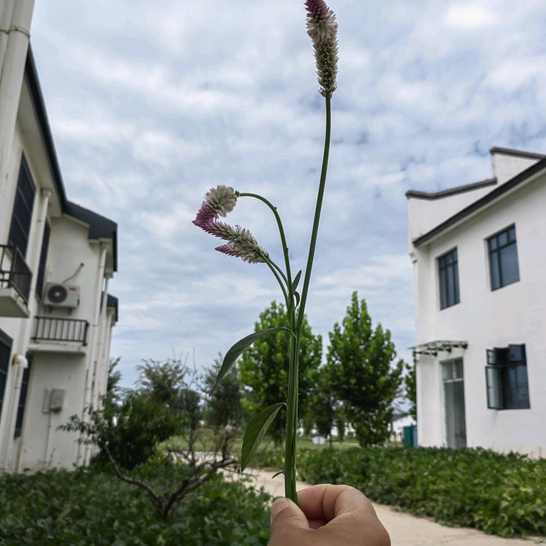 “娟然向暖”