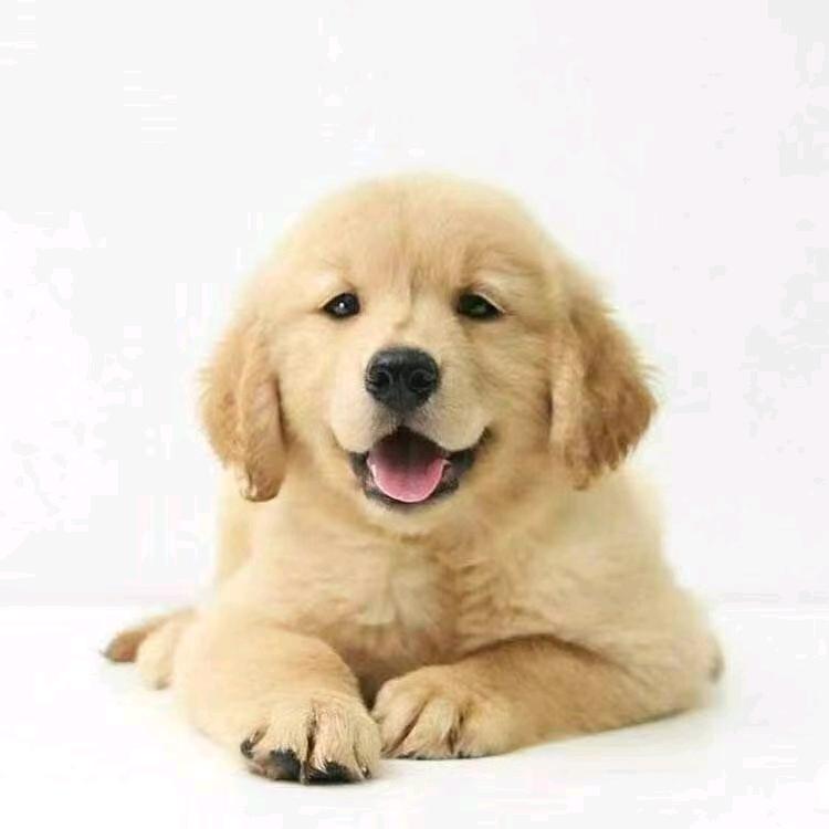 马犬萌宠