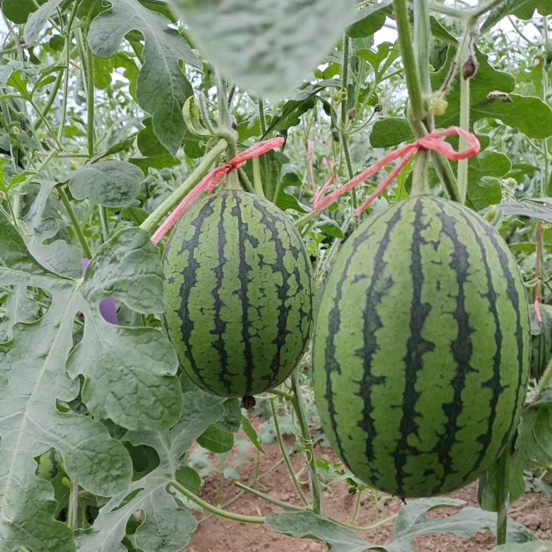 A张家瓜果蔬菜基地代收