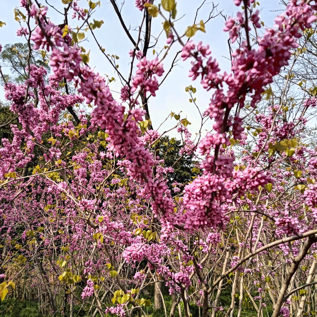 芬
