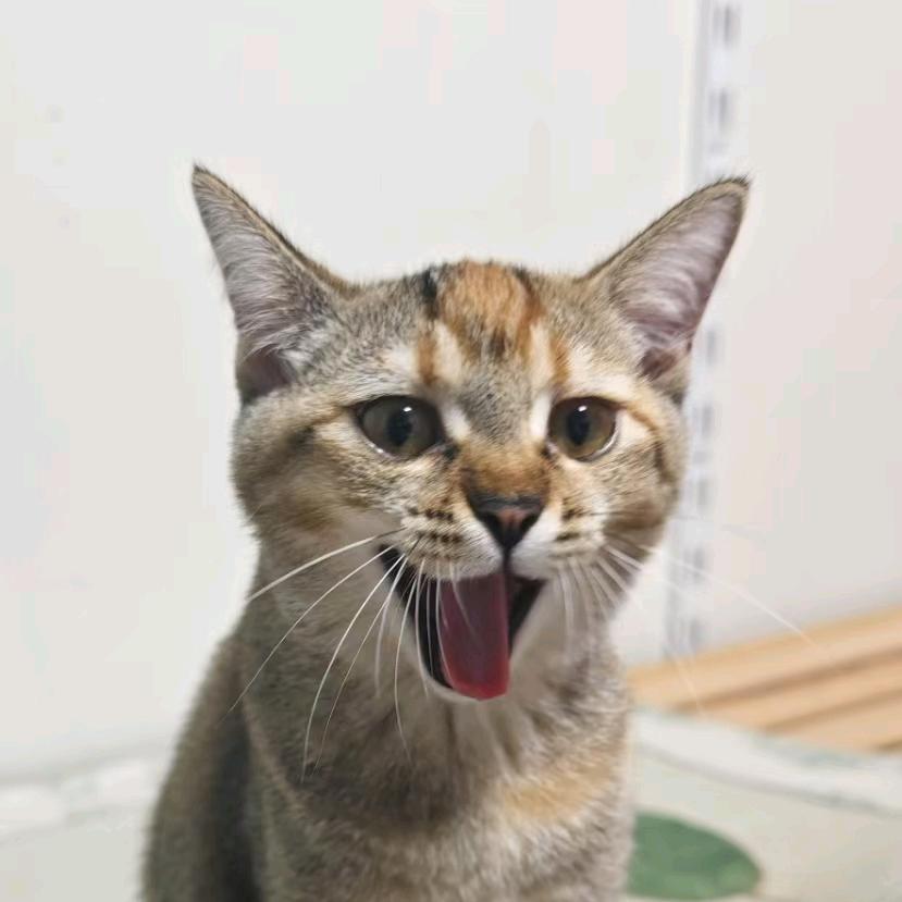 猫猫教喵喵叫