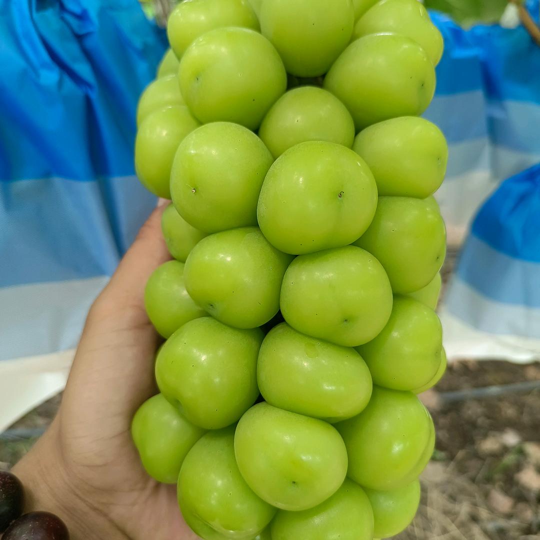 AAA小赵果蔬供应链