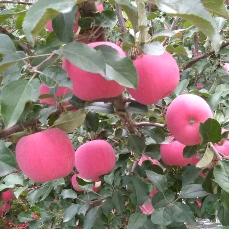 饭饭苹果