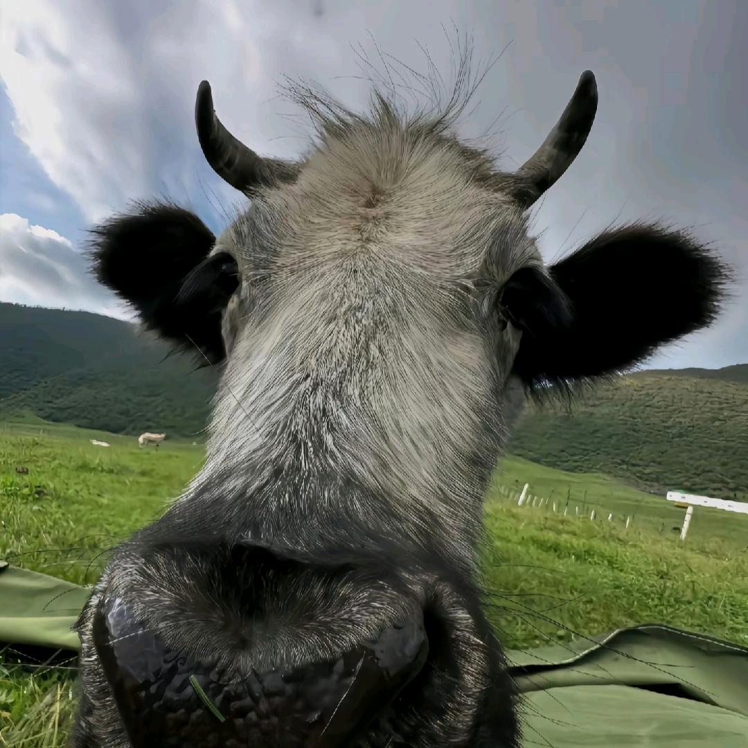 흑을 당기는 것은 어리석은 짓이다.