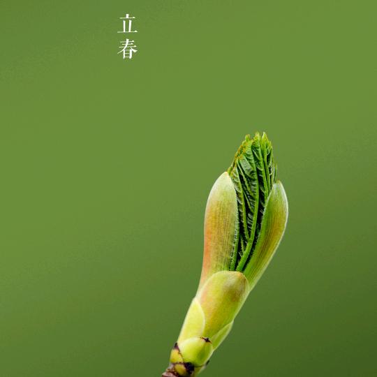 清雅竹韵