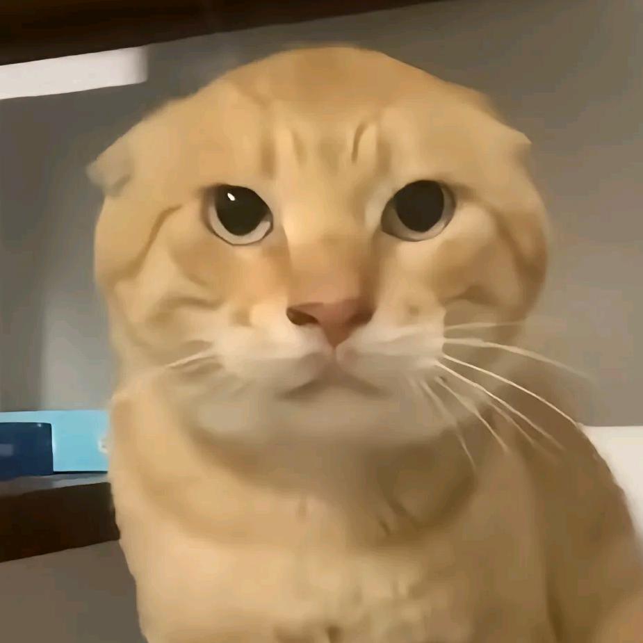 没黎猫