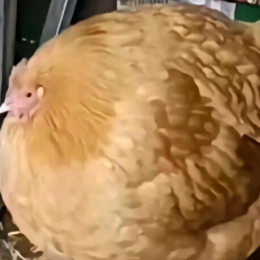 司徒！
