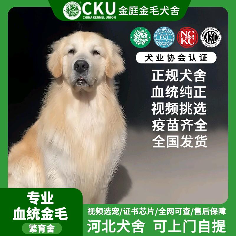 金庭金毛_CKU犬舍