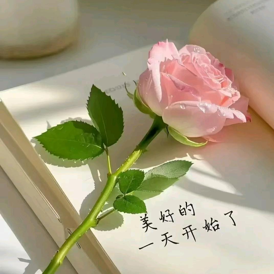 小猫咪好可爱