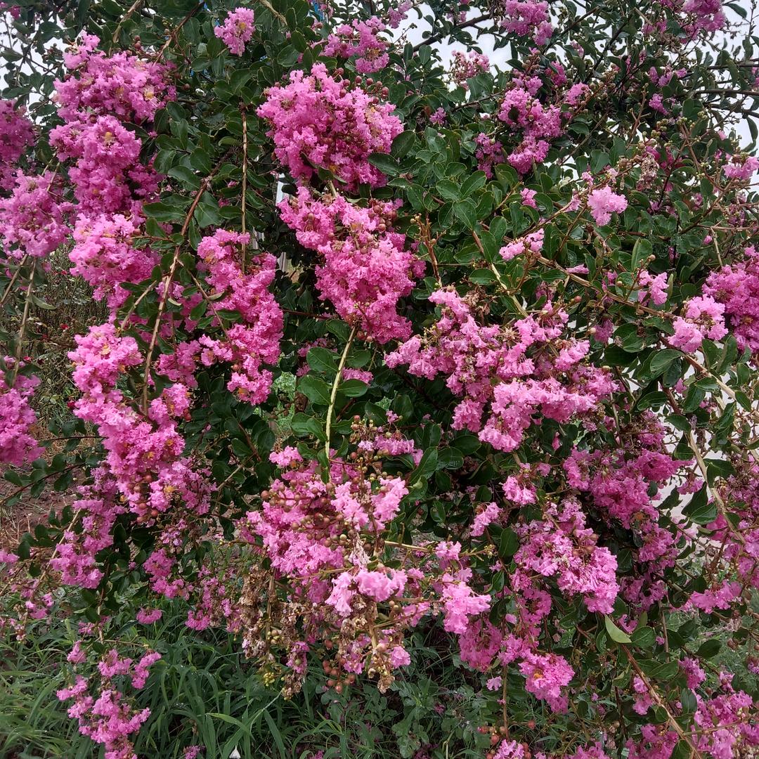 ོ很᭄ꦿ幸运💕᭄遇🕊见你࿆