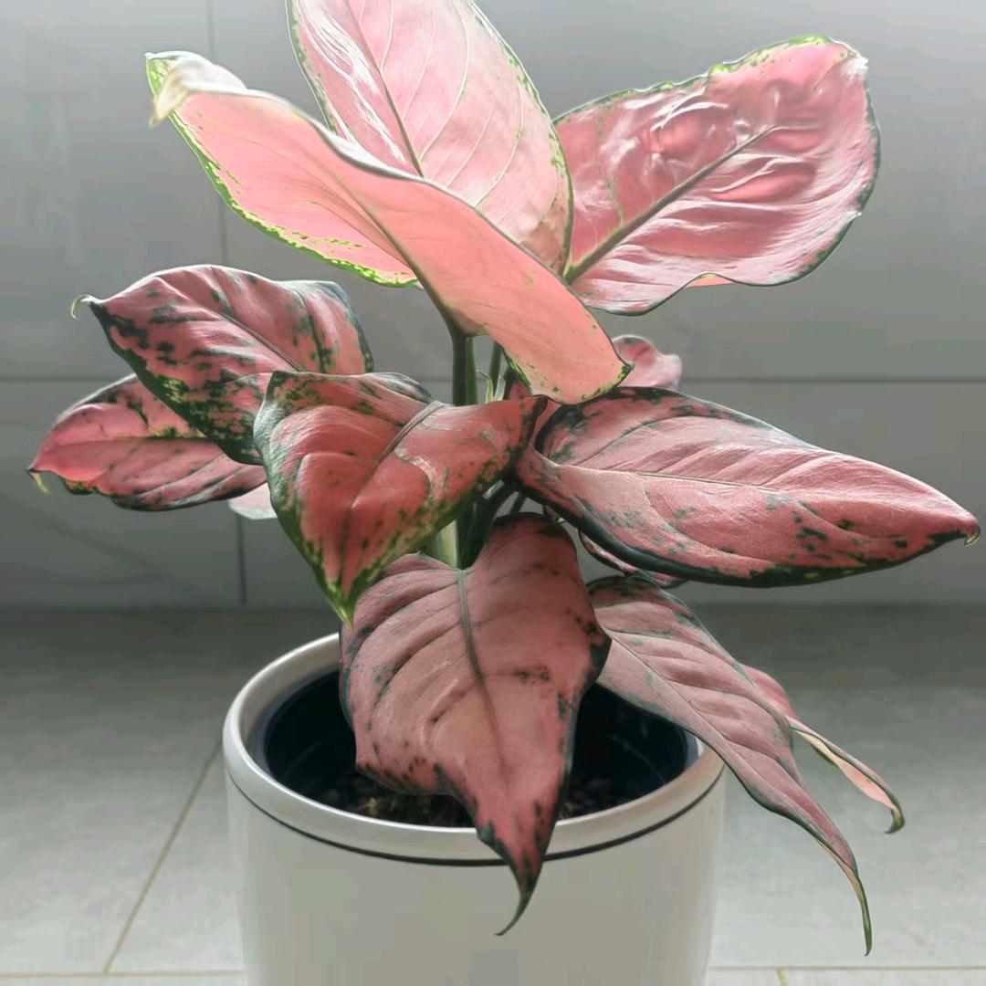 @春暖花开