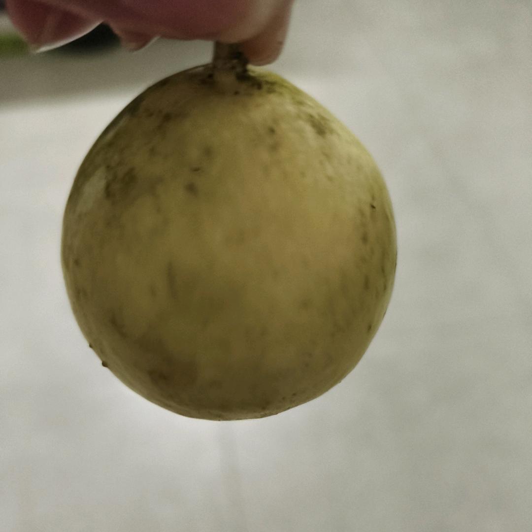 百香果🌹🌹🌹