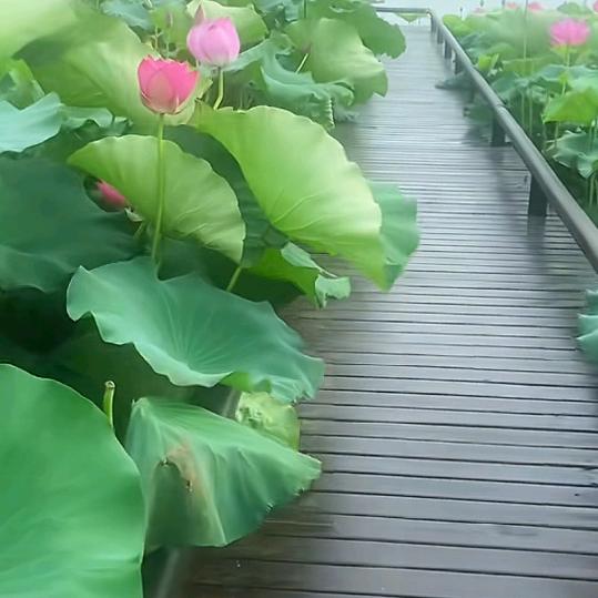 前途无量
