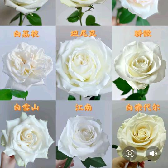 爱你如初
