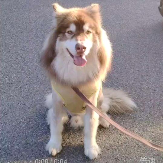 阿艳