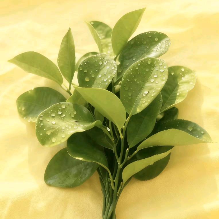 蘑菇小姐会开花