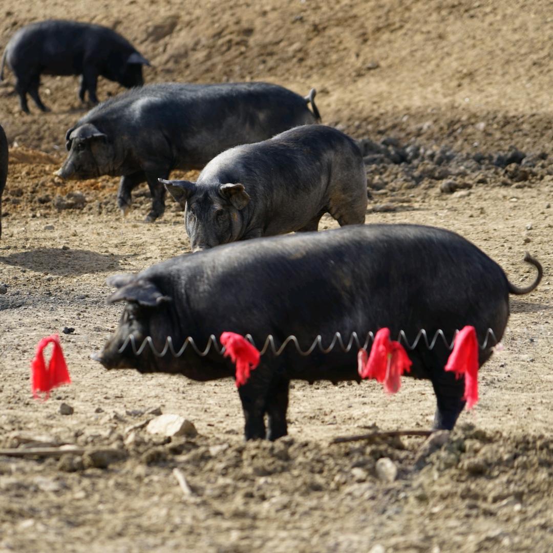 东北生态黑猪养殖基地