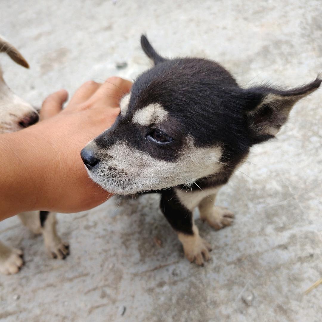 大白、顾师傅！