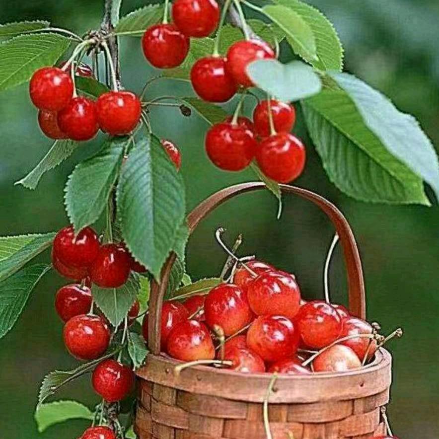 👑安利娟姐💦