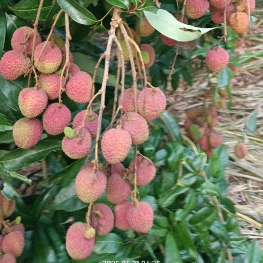 80后农村宝妈（甘蔗姐姐