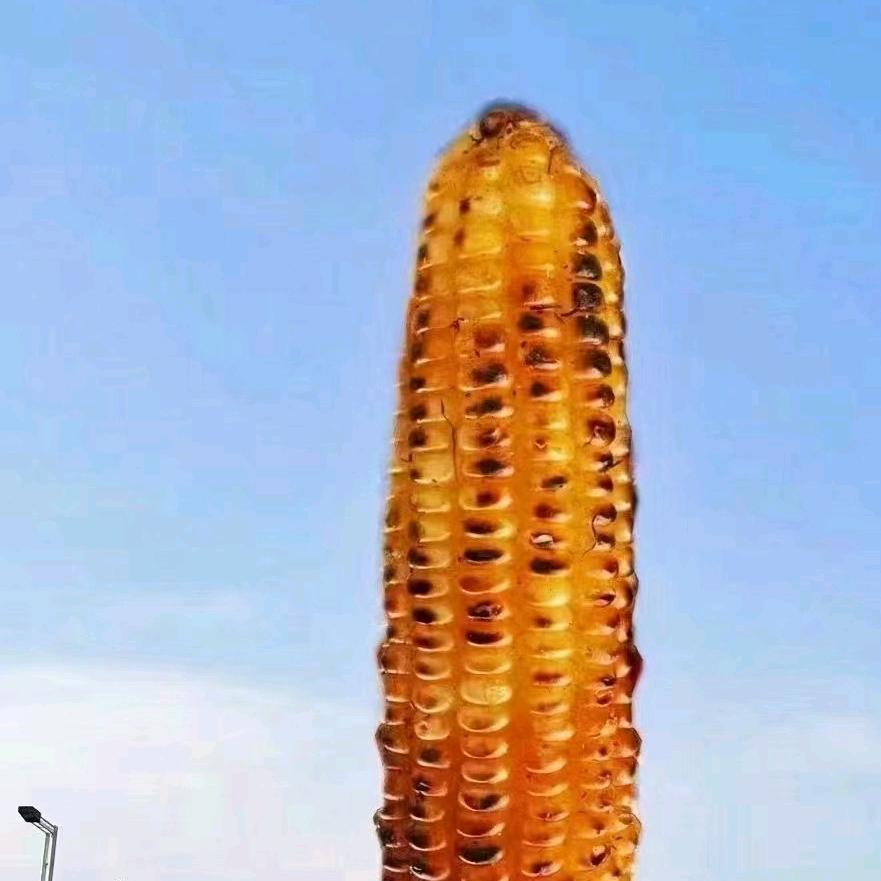 不挑食的咸鱼梦想家