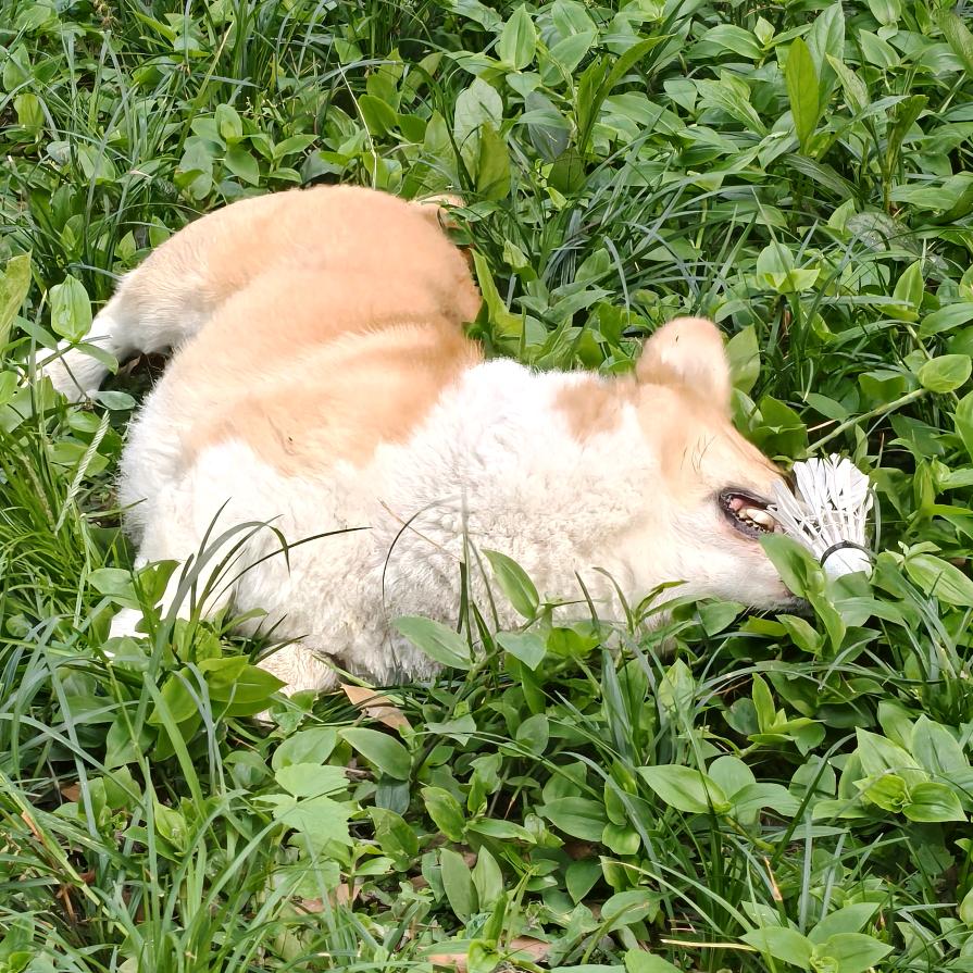 情梦