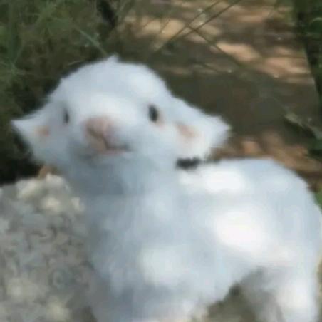 羊了个🐏