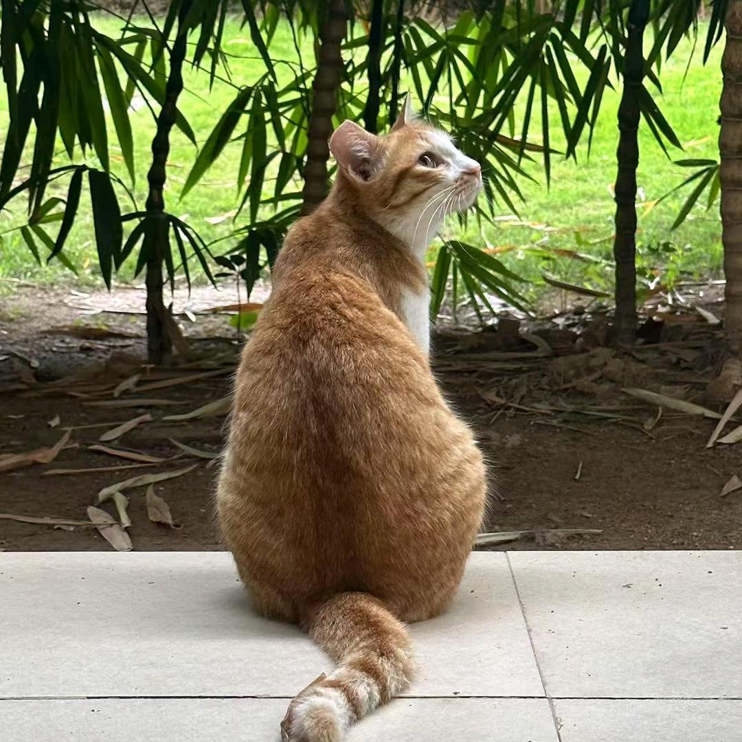 涟涟